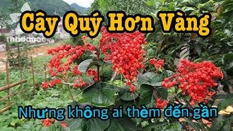Kỳ Lạ Cây Không Ai Dám Gần Mà Lại Là Thuốc Quý Trị Đống Bệnh Hơn Triệu Tiền Mua Thuốc