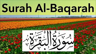 Surah Al Baqarah (Complete) with beautiful Tulips | سورة البقرة | Beautiful Recitation of Quran