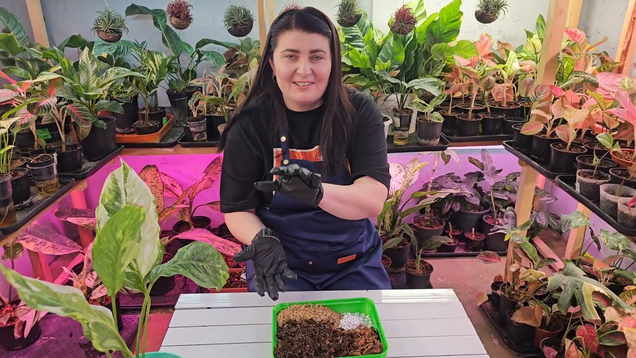 Грунт для Ароидных растений. Класман он же ПрофиМикс НО далеко не ОН!