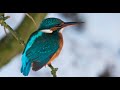 Common kingfisher 1h bird sound