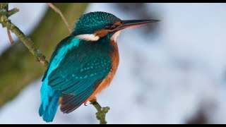 Common kingfisher 1h Bird sound.