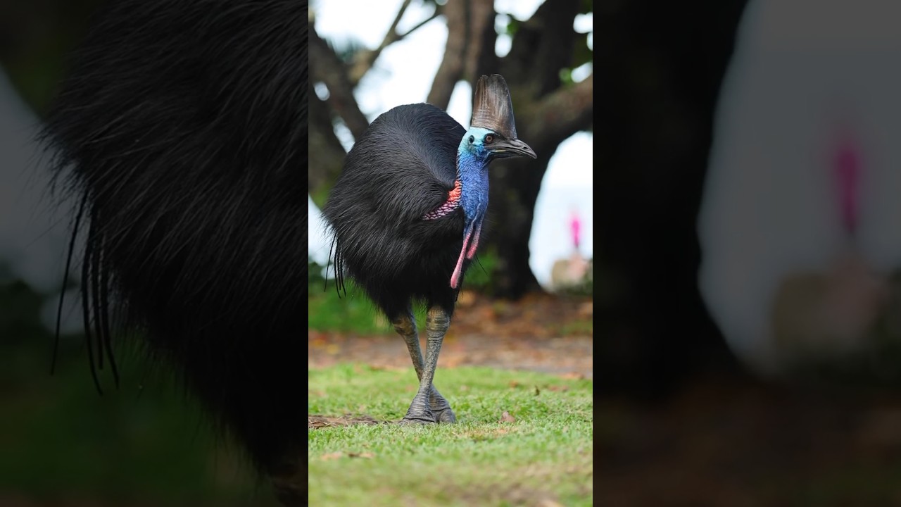 Cassowary can jump 7 feet in the air from a standing position 