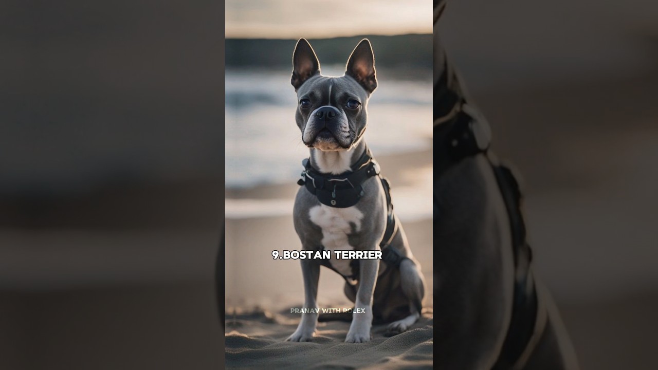 Top 10 short haired dog in the world 🧽 Which one is your favorite?🐶