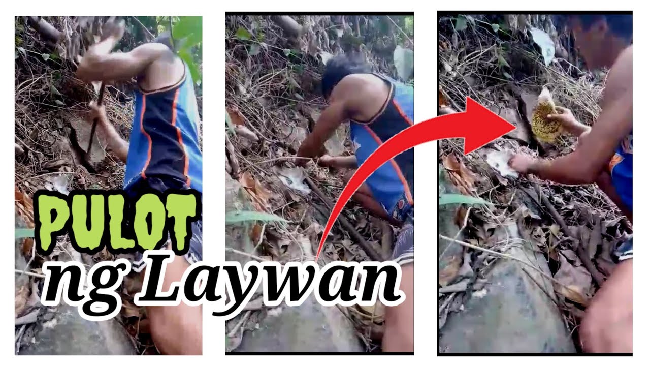 HONEY BEE | Pulot ng Laywan