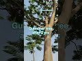 Gulmohar tree after 2 yrs #farming #plantproducts #hoi #ytshorts #agriculture #organicfarming