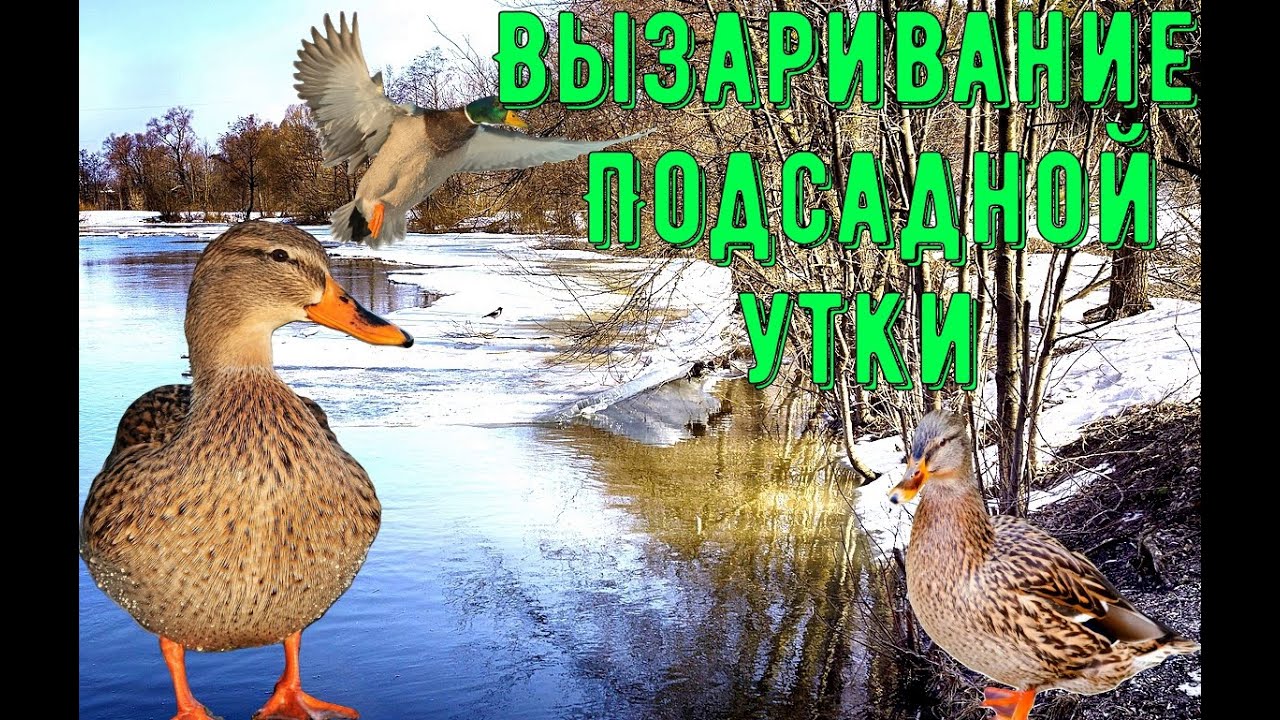 Как подготовить подсадную утку к сезону охоты?/Полный процесс подготовки УТКИ к охотничьему сезону!