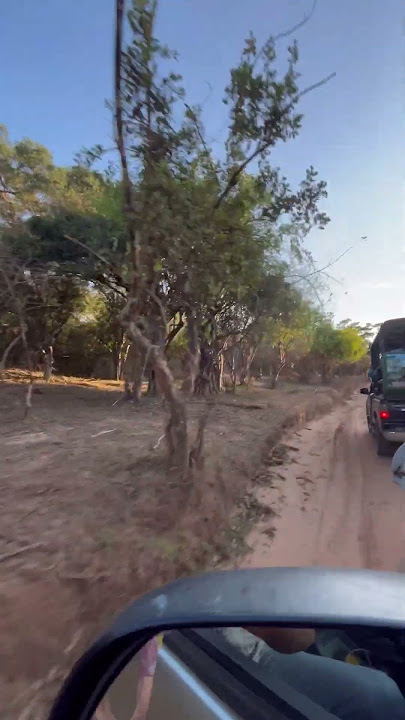 ඩෝලර්_මවන _මන්තරේ_🐯🇱🇰✌️#yalasafari #srilanka#shorts #1millionviews