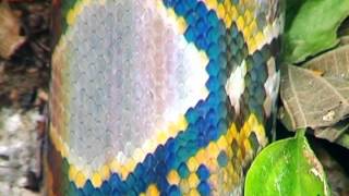 Famous Colourful Python Wealth