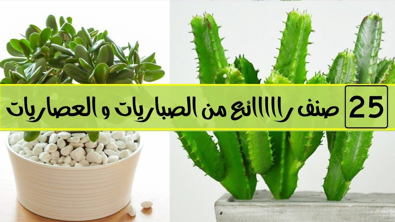 الصباريات و العصاريات 🌵اخترت لكم 25 صنف رااائع cactus and succulents
