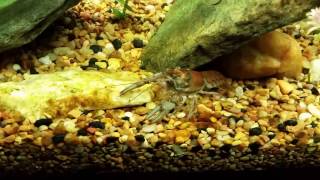 Virile Crayfish is Very Destructive in Planted Tanks