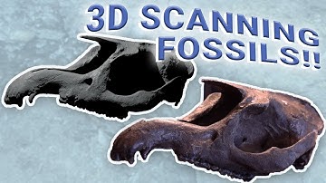 From Reality to 3D: Scanning an Ancient Tapir Skull