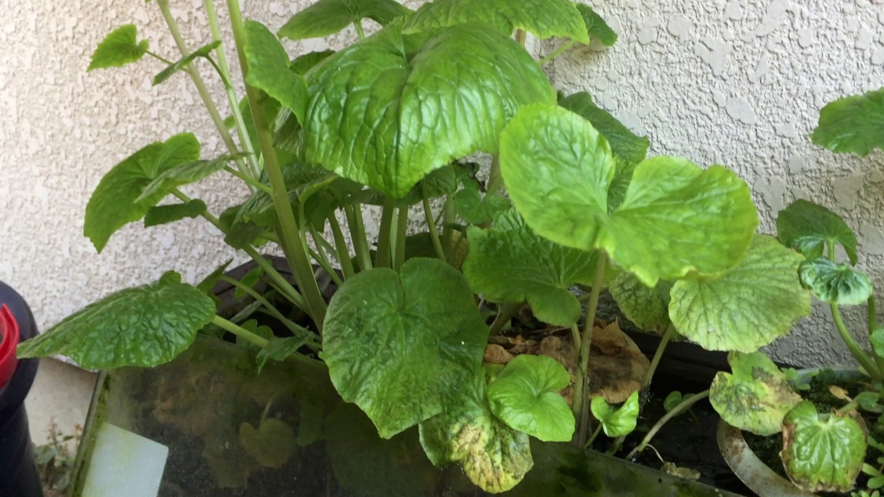 Apr.16,2017 Wasabi Aquaponics ワサビのアクアポニックス 水耕栽培 YouTube