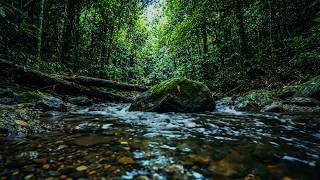 🎧 Rainforest River Sounds for Sleep 🌿 Relaxing Jungle Stream Ambience & Nature Sounds
