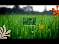 Vidéo: Hortensia Rendez-vous Angélique® - SILENCE, ça pousse !, Hydrangea macrophylla