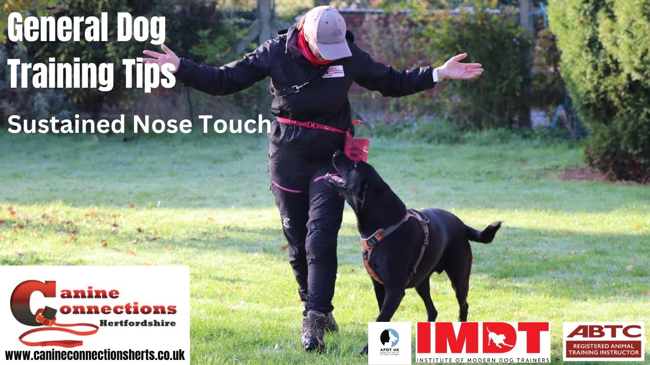 Teaching a dog a sustained nose touch