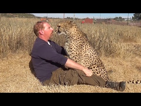 Dog & Cheetah Welcomes Home Friend After Long Time Apart | St. Bernard & African BIG CAT Reunion