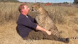 Dog & Cheetah Welcomes Home Friend After Long Time Apart | St. Bernard & African BIG CAT Reunion