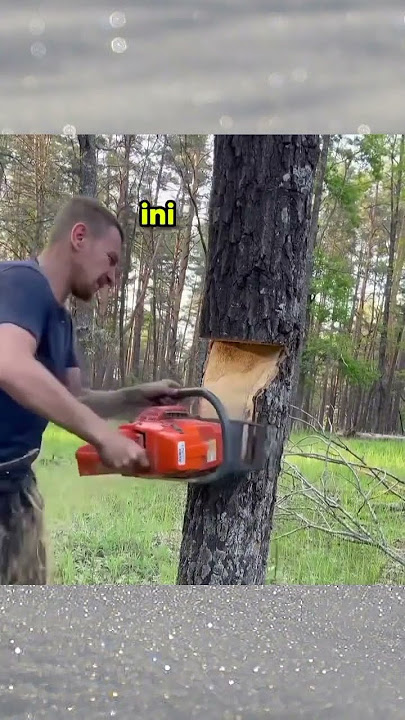 cara potong pohon rebah terarah #tips #tricks #chainsaw #technology