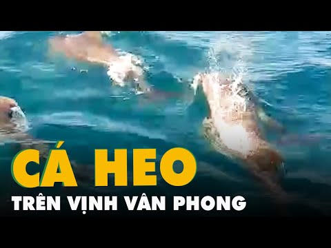 Hàng trăm con cá heo xuất hiện trên vịnh Vân Phong, Khánh Hòa