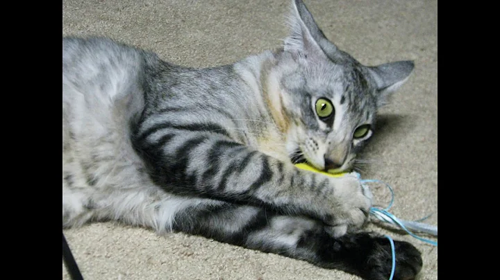 Watch the video about My German Oriental Longhair - Breeder Katharina Henrich