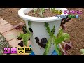 💖✨ 화분 하나면 나만의 텃밭이!!( 💖✨ A pot is my own garden!! )