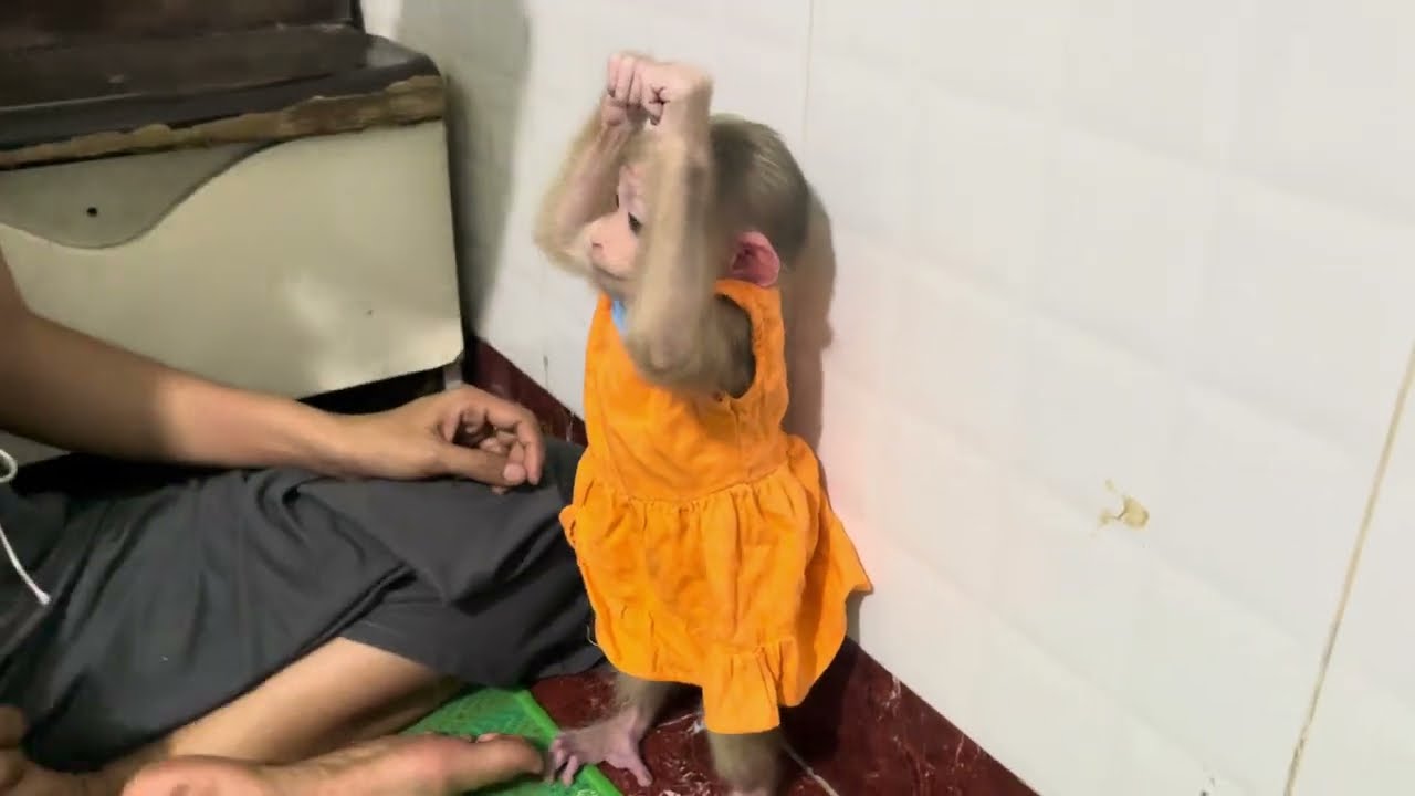 Baby monkey Miker #monkey #monkeybaby #monkeys #monkeyvideo #monkeydluffy #monkeylove #monkeyking