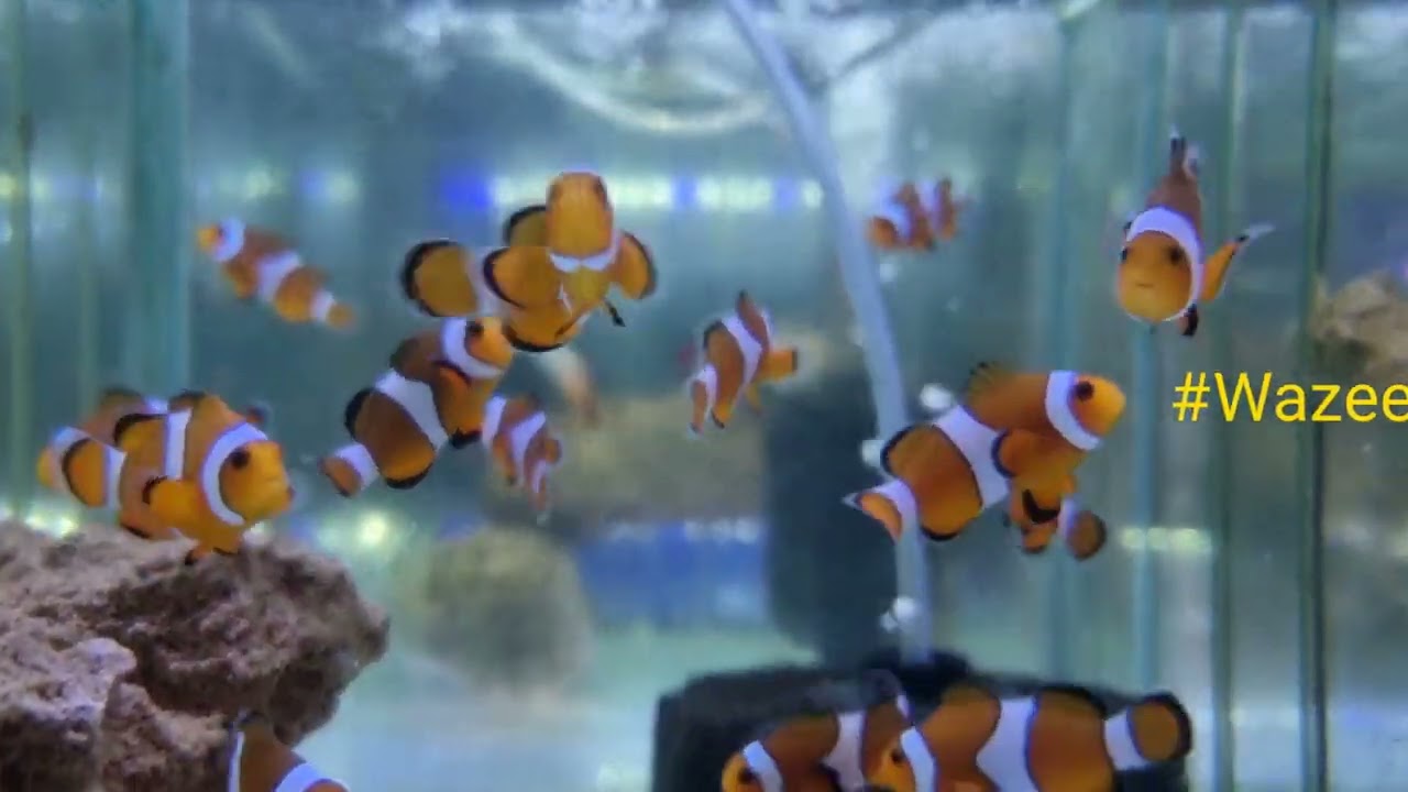 False Percula Clownfish 5cms