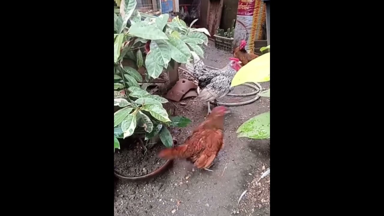 Silver sebrights male with golden sebrights female // mating // sebrite //