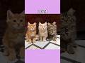 Legendary cat memes (Then vs now)💔 #memes #legend #shorts #cat
