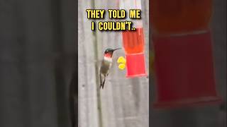 Why these tiny birds saved my life ❤️🐦 #birds #hummingbird #handicapable