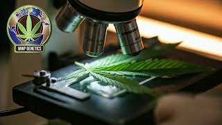 Harnessing Cannabis Genetics for Climate Resilience @wwplogistics542