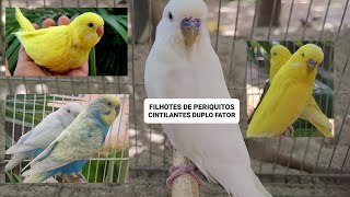 Filhotes de periquitos do projeto cintilante duplo fator by Carlos Augusto criações 1,387 views 3 months ago 14 minutes, 22 seconds