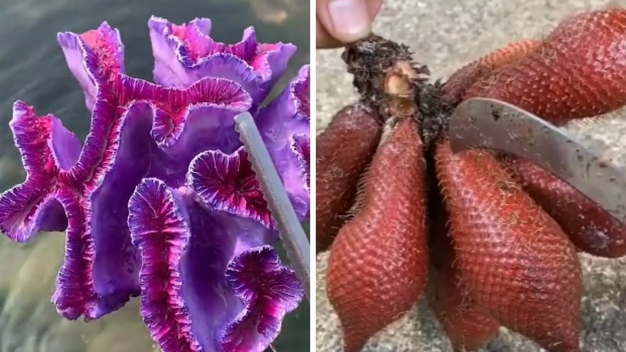 Most Talented And Creative People Ever ▶ 2