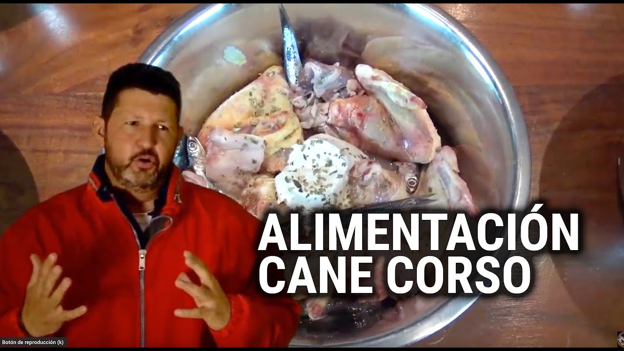 ALIMENTACIÓN comida perro cane corso