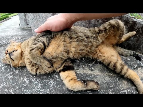 野郎が撮った猫動画 - YouTube