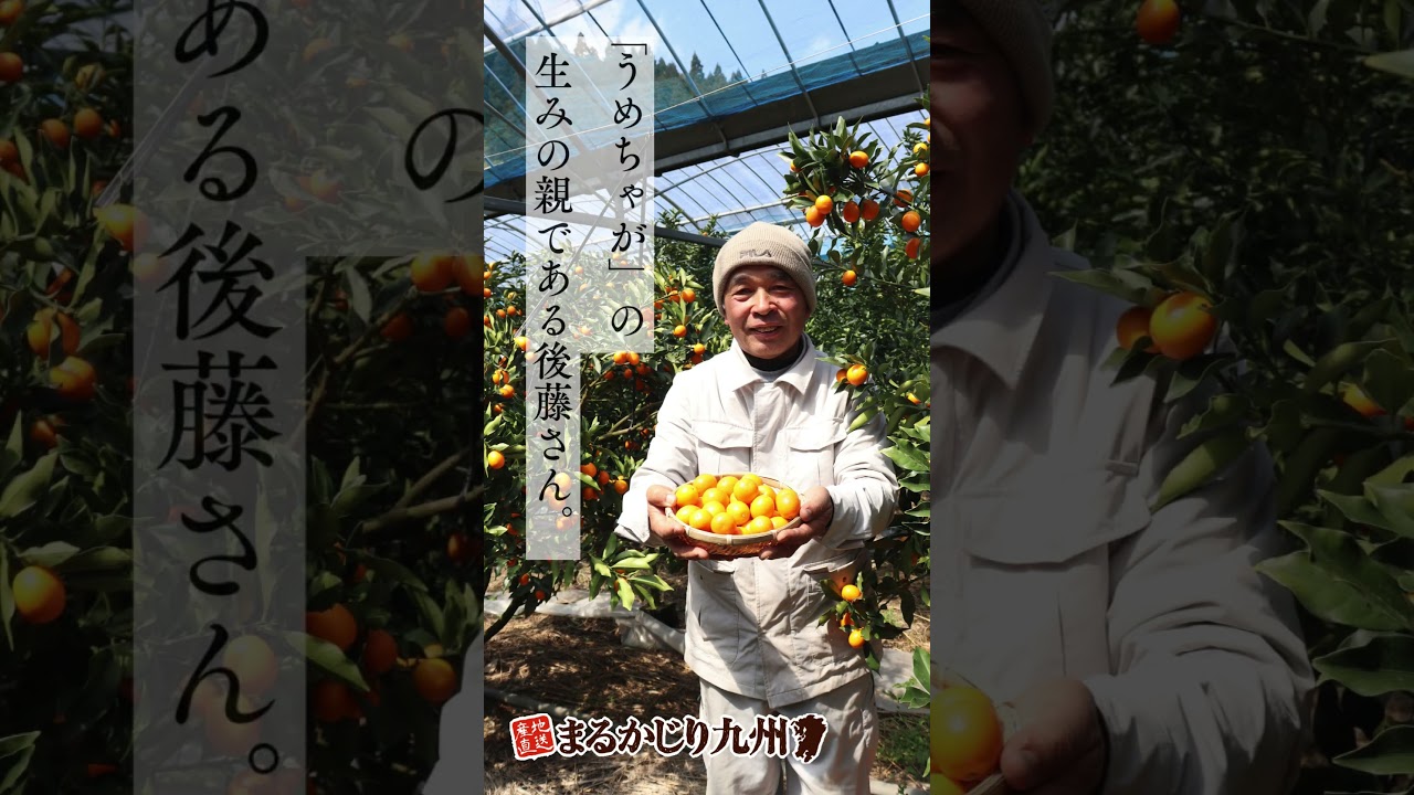 きんかん】樹上完熟の大玉金柑「うめっちゃが」を宮崎県より産地直送