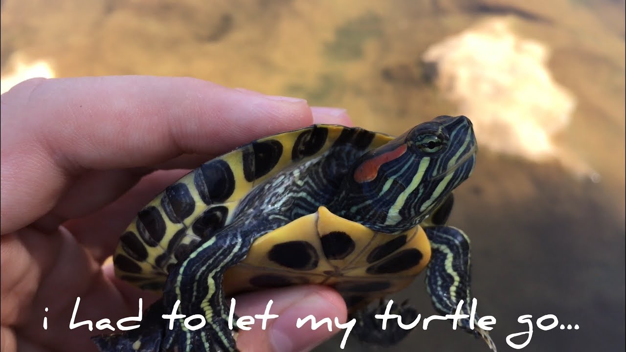 i had to get rid of my TURTLE! YouTube