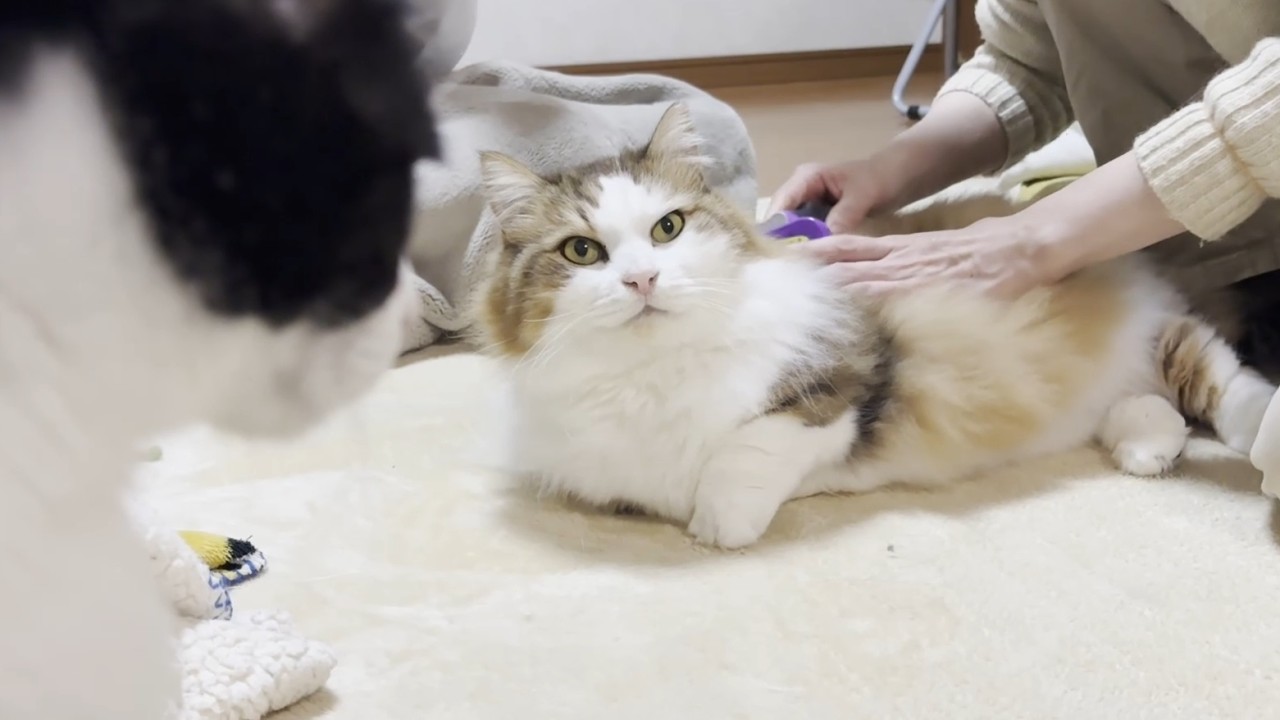 お母さんの言うことをよくきく賢い猫