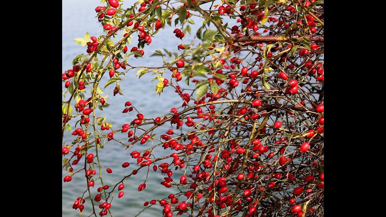Шиповник и сахарный диабет (толлерантность к глюкозе, повышенный сахар, метаболический синдром)