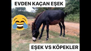 Eşek Köpeklerimizi Kovaladı Evden Kaçan Eşeğin Sahibini Aradık