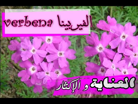 تصویری: Verbena به چه معناست؟