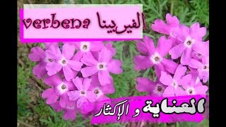 الفيربينا   تكاثرها و العناية بها Verbena