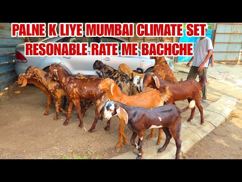 Palne Wale Ajmera Sirohi Bachche Mumbai Climate Me Set Reasonable Rate Me 