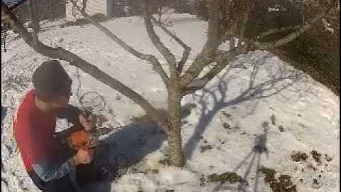 Repairing A Broken Fruit Tree Branch