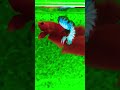 red fancy                             Xem nhiều clip hơn trên kênh youtube Hậu Betta AG