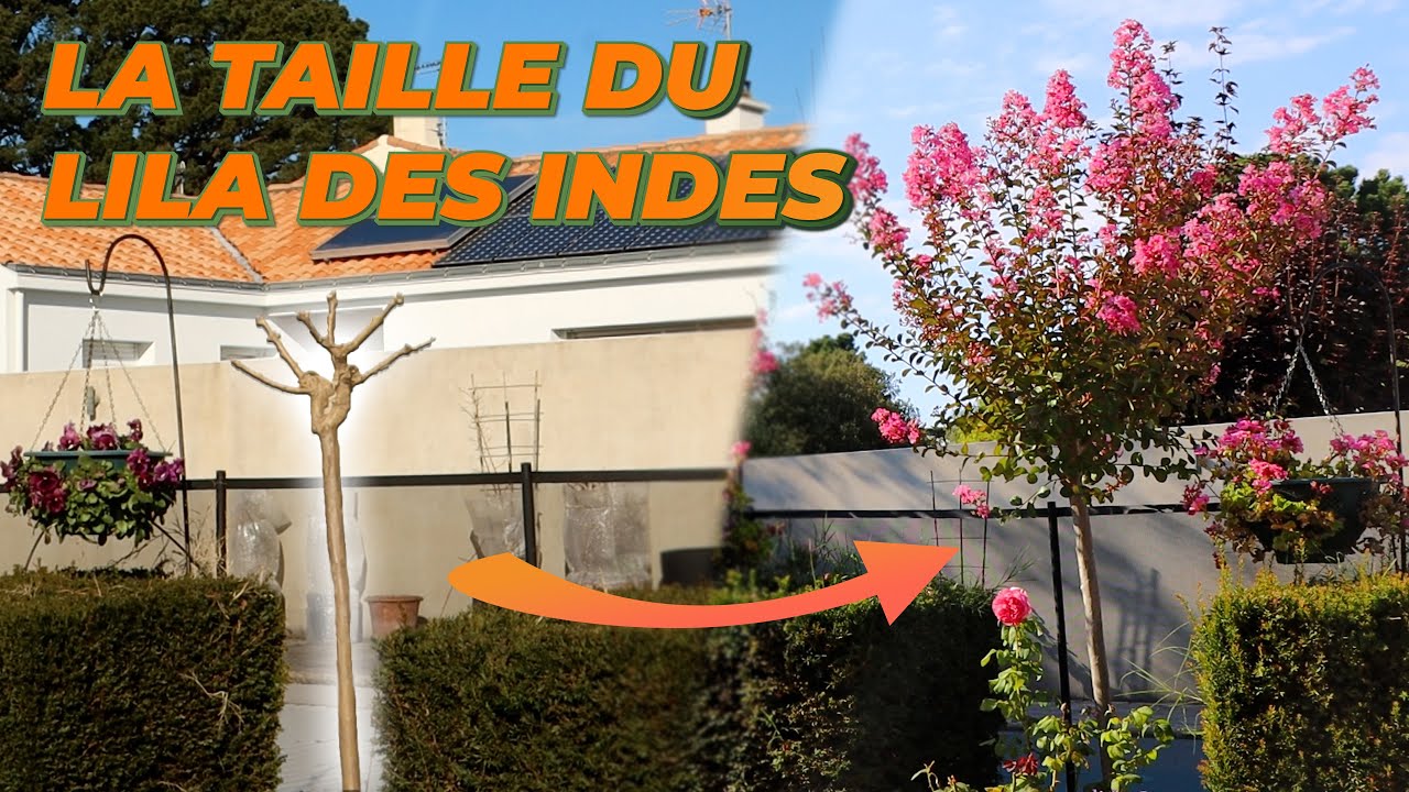 COMMENT TAILLER LES LILAS DES INDES ? - Que Faire Dans Mon Jardin ? Semaine 08