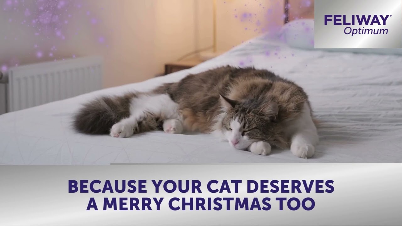 Help your cat stay calm this Christmas