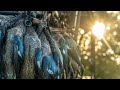 Texas Teal Duck Hunting: "Blue Rockets" - Fowled Reality