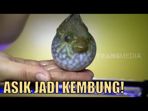 Detik Detik Ikan Buntal Menggelembungkan Tubuhnya! | SI OTAN