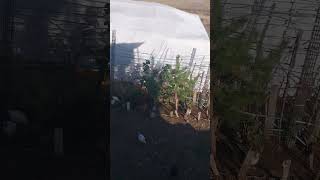 Civciv Ler Keyfi Yerinde Yarka Oldu Büyüyor Lar Tavuk Horoz Olmalarında Görüz Inşallah